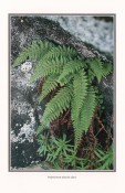 Southern African Ferns and Fern Allies by J.E. Burrows, image 2 of 3