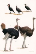 Roberts Birds of South Africa, image 3 of 4