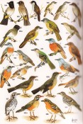 Roberts Birds of South Africa, image 4 of 4