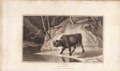 Zoography by William Wood, image 6 of 15