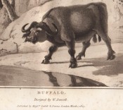 Zoography by William Wood, image 7 of 15