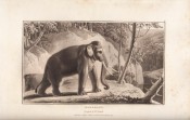 Zoography by William Wood, image 10 of 15