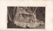 Zoography by William Wood, image 11 of 15