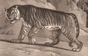 Zoography by William Wood, image 12 of 15