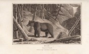 Zoography by William Wood, image 13 of 15