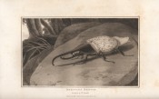 Zoography by William Wood, image 14 of 15