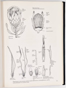 The Proteas of Southern Africa (De Luxe Edition) by J.P. Rourke, image 7 of 8