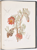 The Proteas of Southern Africa (De Luxe Edition) by J.P. Rourke, image 6 of 8