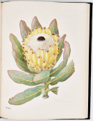 The Proteas of Southern Africa (De Luxe Edition) by J.P. Rourke, image 5 of 8