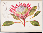 The Proteas of Southern Africa (De Luxe Edition) by J.P. Rourke, image 4 of 8