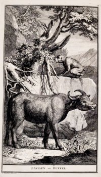 Naaukeurige En Uitvoerige Beschryving Van De Kaap De Goede Hoop by Peter Kolbe, image 11 of 15