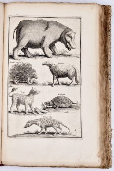 Naaukeurige En Uitvoerige Beschryving Van De Kaap De Goede Hoop by Peter Kolbe, image 12 of 15