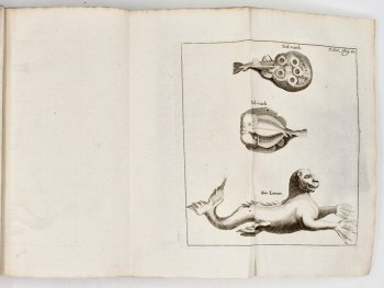 Nieuwe Algemene Beschryving Van Die Kaap De Goede Hoop, image 10 of 11