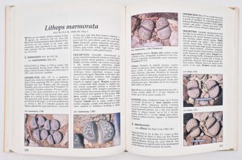 LITHOPS. Flowering Stones by Desmond T. Cole, image 4 of 4