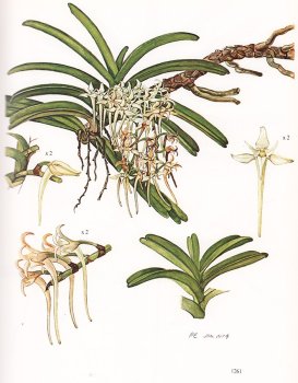 Southern African Epiphytic Orchids by John S. Ball, image 4 of 6