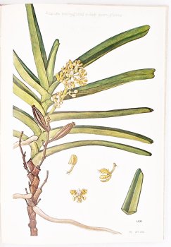 Southern African Epiphytic Orchids by John S. Ball, image 5 of 6