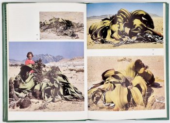 Welwitschia by C.H. Bornman, image 3 of 3