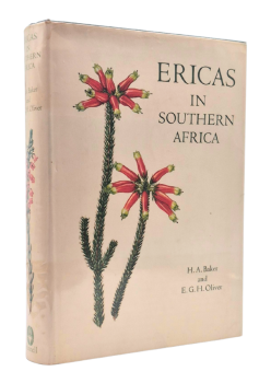 Ericas in Southern Africa, image 1 of 3