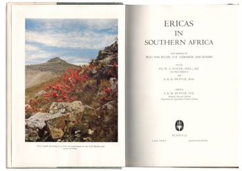 Ericas in Southern Africa, image 2 of 3