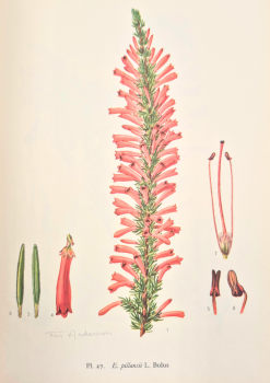 Ericas in Southern Africa, image 3 of 3