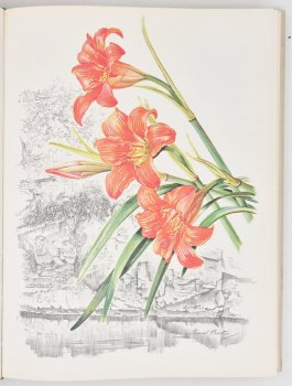 Flowers of Southern Africa by Auriol Batten, image 5 of 5