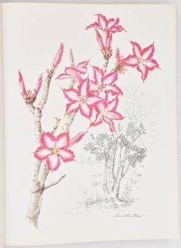 Flowers of Southern Africa by Auriol Batten, image 4 of 5